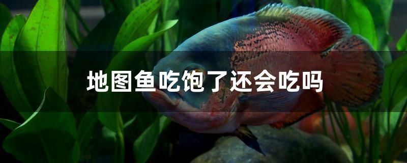 地圖魚(yú)吃飽了還會(huì)吃嗎 虎紋銀版魚(yú) 第1張