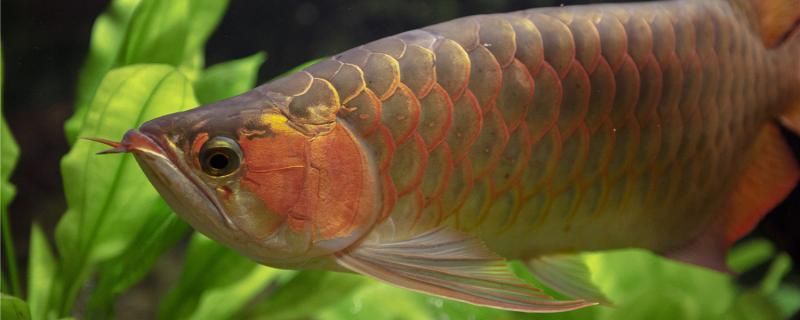 紅龍魚(yú)掉眼是什么原因怎么辦 觀賞蝦蟹等飼料 第1張