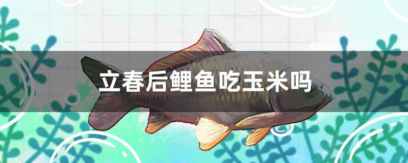 立春后鯉魚吃玉米嗎 三間鼠魚苗