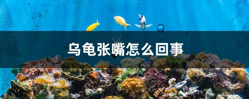 烏龜張嘴怎么回事 高背金龍魚