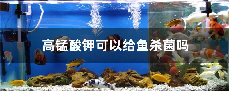 高錳酸鉀可以給魚殺菌嗎