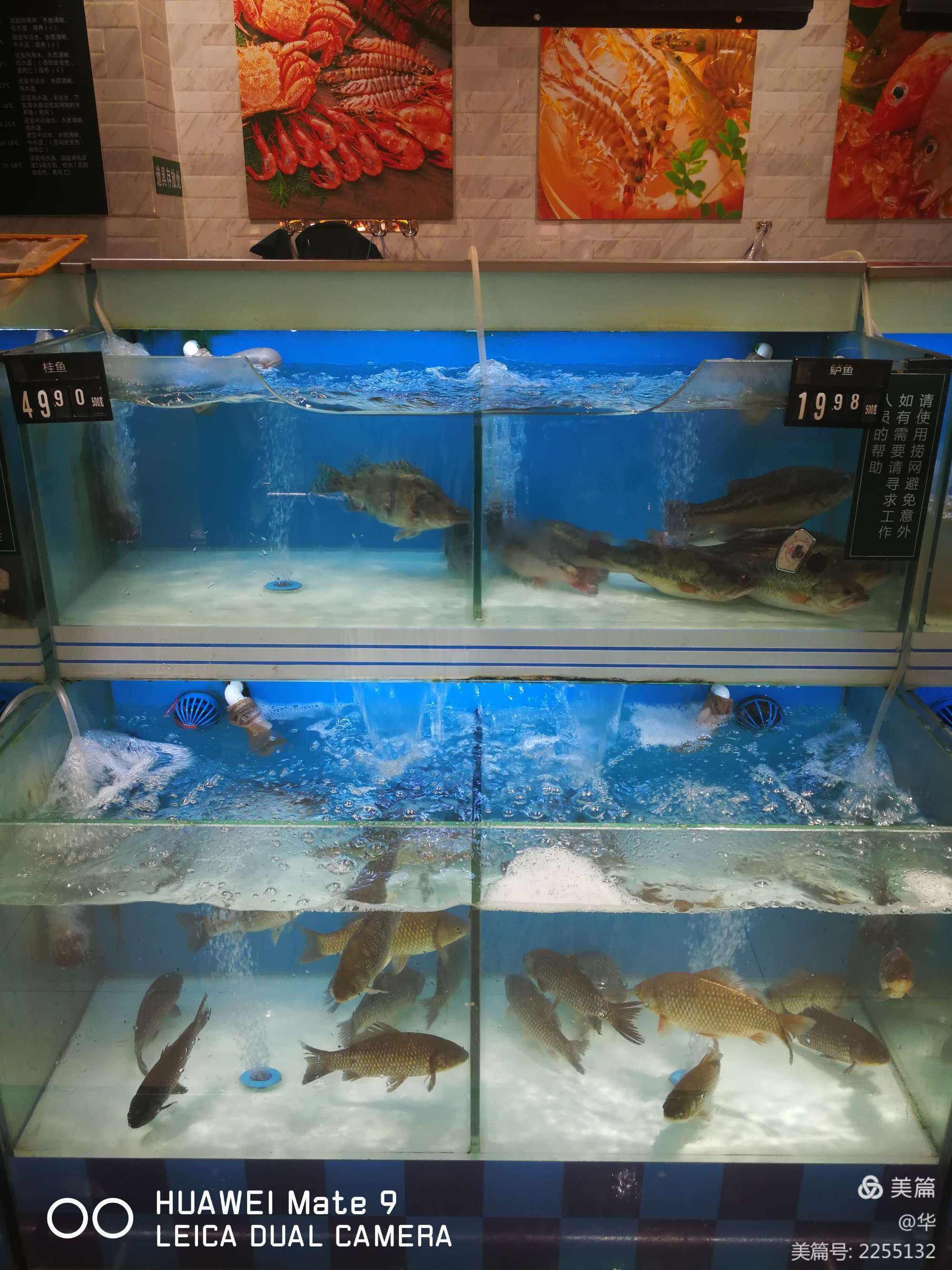 蕭山哪里有賣魚缸便宜的店(蕭山哪里有賣魚缸便宜的店鋪) 黃金河虎魚 第1張