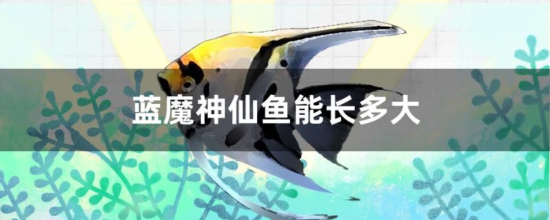 藍(lán)魔神仙魚能長(zhǎng)多大 魚缸清潔用具