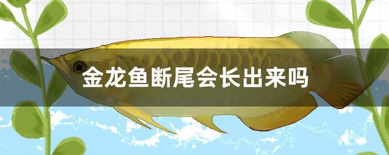 金龍魚斷尾會(huì)長出來嗎 魟魚百科