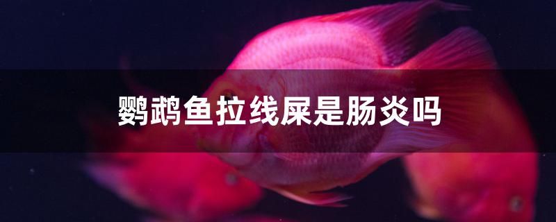 鸚鵡魚拉線屎是腸炎嗎 泰國雪鯽魚