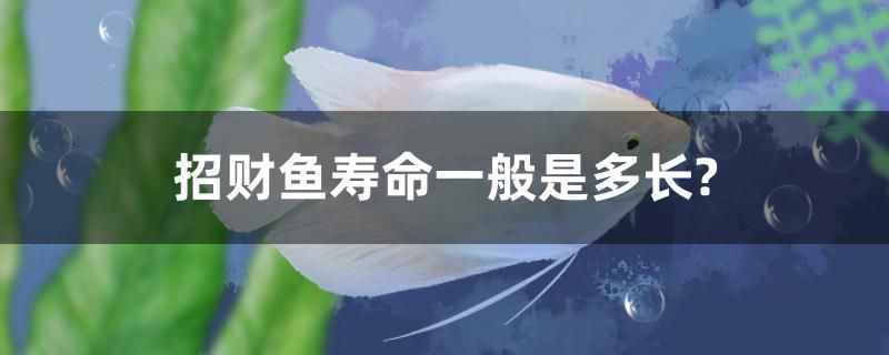 招財魚壽命一般是多長？ 麥肯斯銀版魚