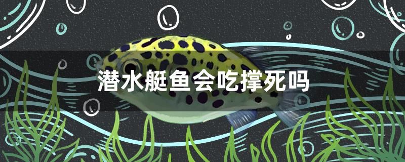 潛水艇魚會吃撐死嗎 七彩神仙魚