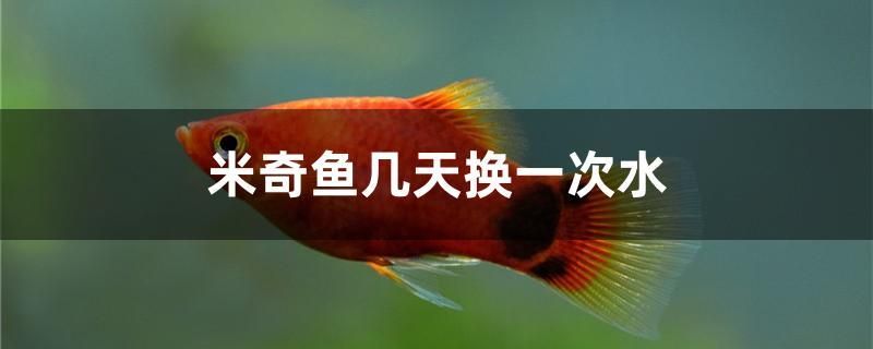 米奇魚(yú)幾天換一次水 暹羅巨鯉