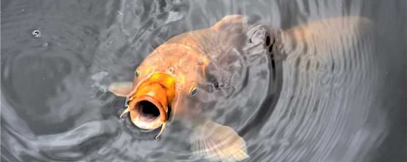 夏天釣鯉魚釣深水還是淺水釣遠水還是近水 羅漢魚