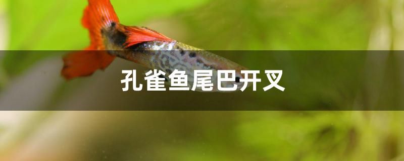 孔雀魚(yú)尾巴開(kāi)叉怎么辦 過(guò)濾設(shè)備