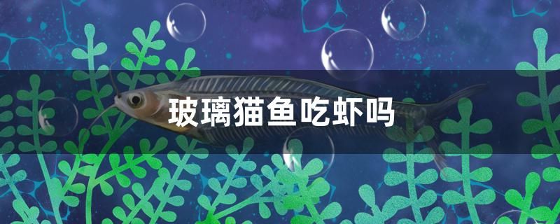 玻璃貓魚吃蝦嗎