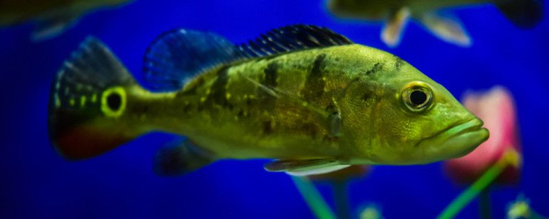 魚吃什么食物魚類食性有幾種 黃金達摩魚