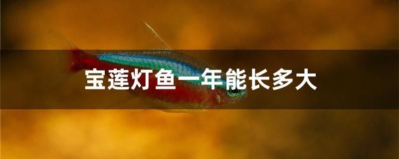 寶蓮燈魚一年能長(zhǎng)多大 白化火箭