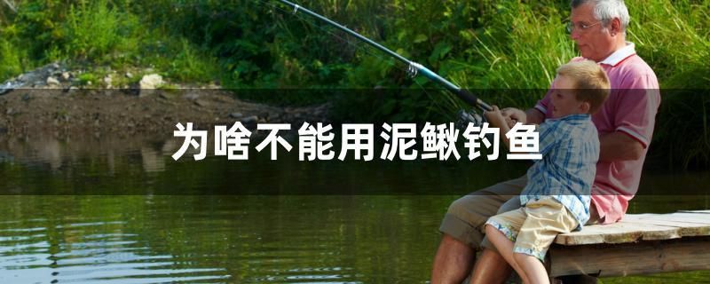 為啥不能用泥鰍釣魚