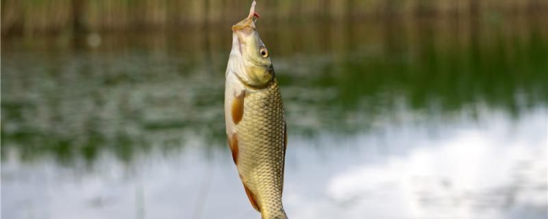 夏天釣鯽魚釣遠還是釣近釣深還是釣淺 雙線側(cè)魚