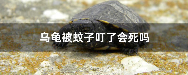 烏龜被蚊子叮了會死嗎 海水魚