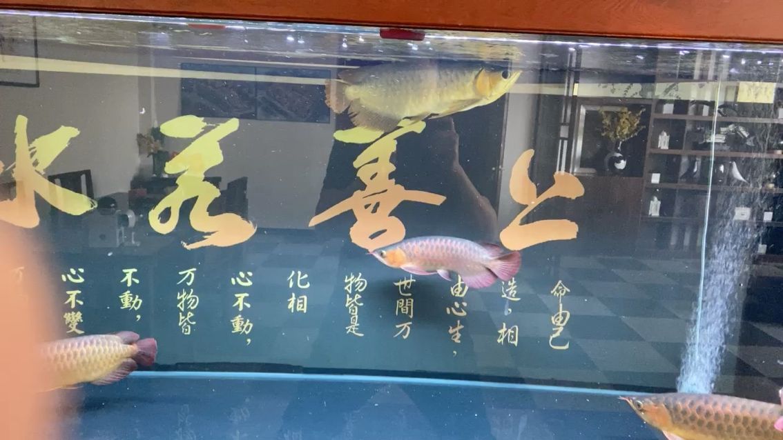 請教大神！ 觀賞魚論壇