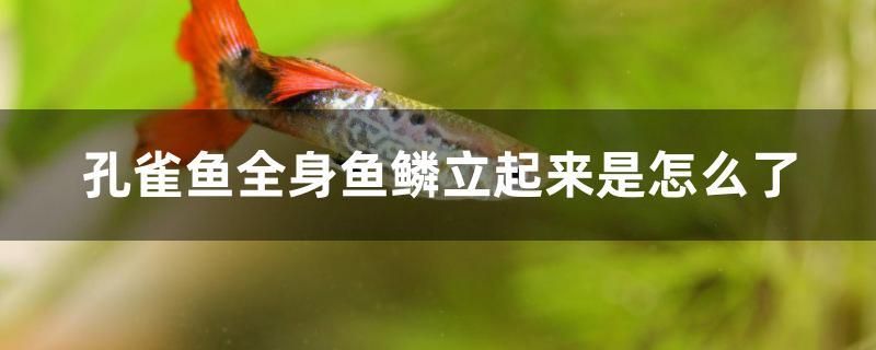 孔雀魚全身魚鱗立起來是怎么了 黑白雙星魚