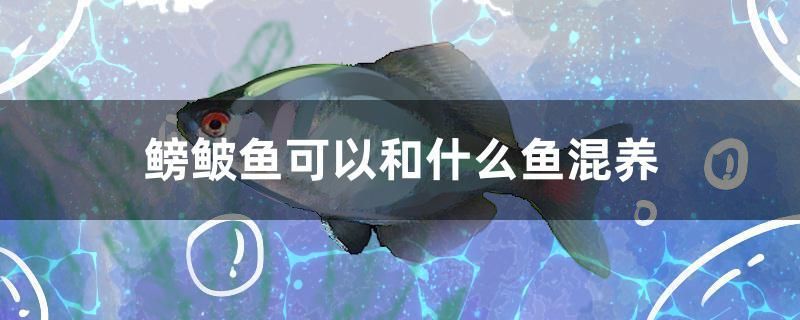 鳑鲏?mèng)~可以和什么魚混養(yǎng) 黃金貓魚