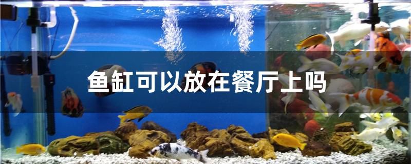 魚缸可以放在餐廳上嗎 龍魚批發(fā)