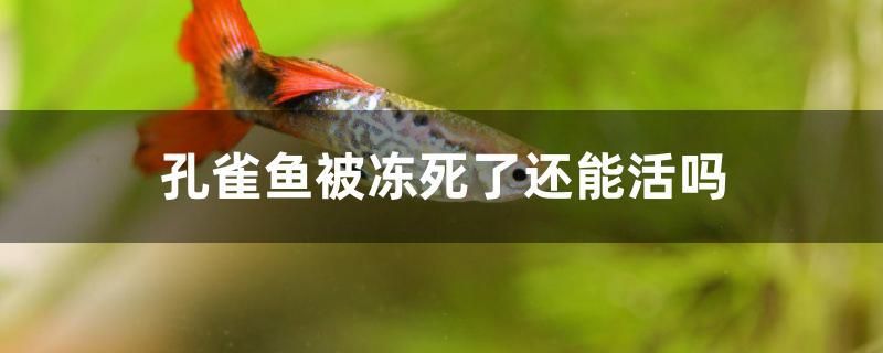 孔雀魚被凍死了還能活嗎