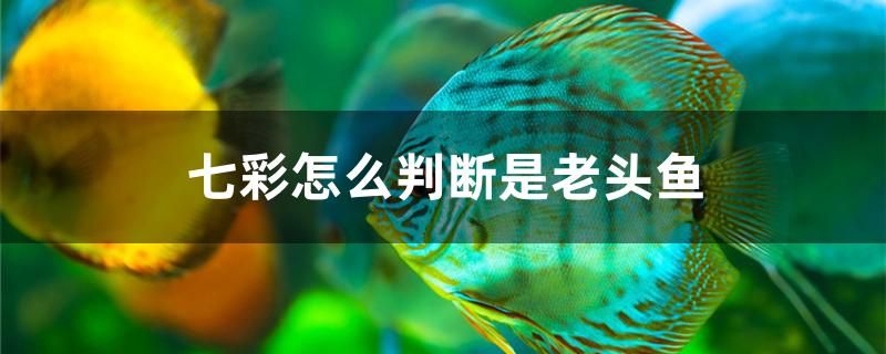 七彩怎么判斷是老頭魚 馬來西亞貓山王榴蓮