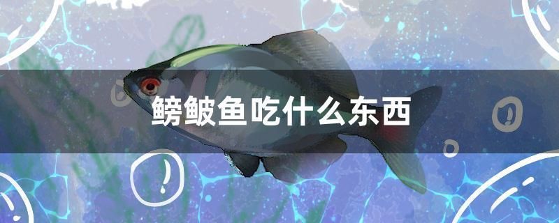 鳑鲏魚吃什么東西