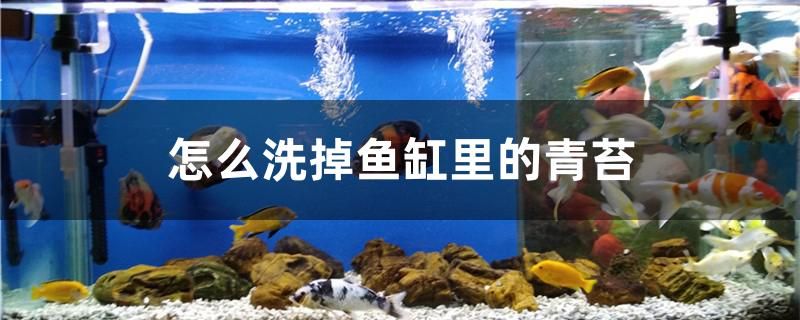 怎么洗掉魚缸里的青苔 鐵甲武士