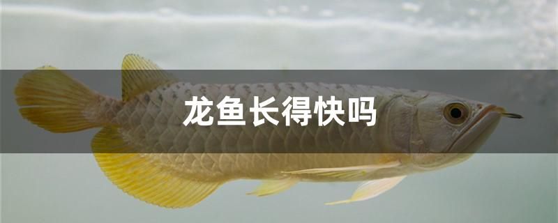 龍魚長得快嗎 泰國雪鯽魚