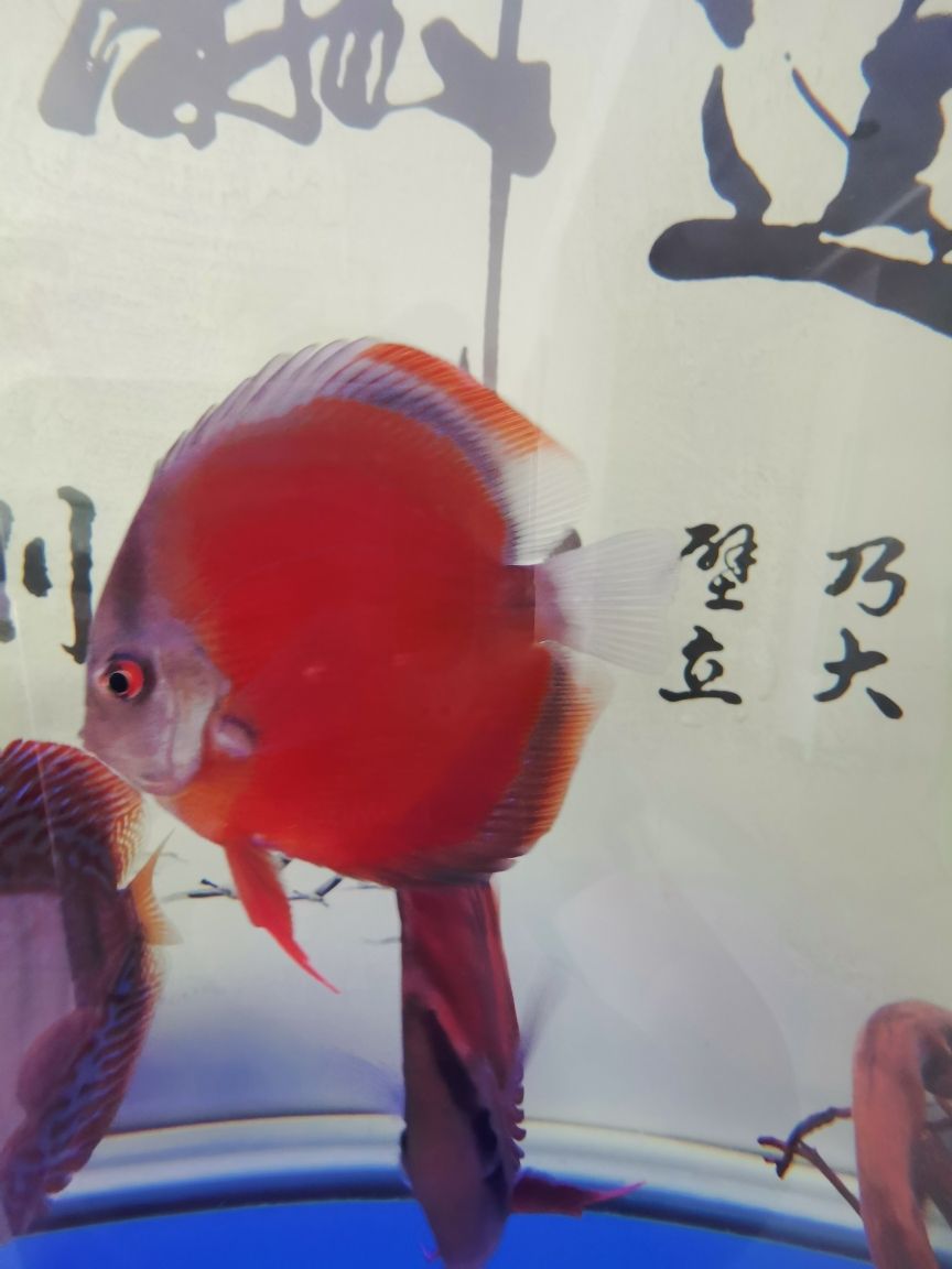 大神們幫著看看這是打架傷 還是得病了 觀賞魚(yú)論壇 第2張