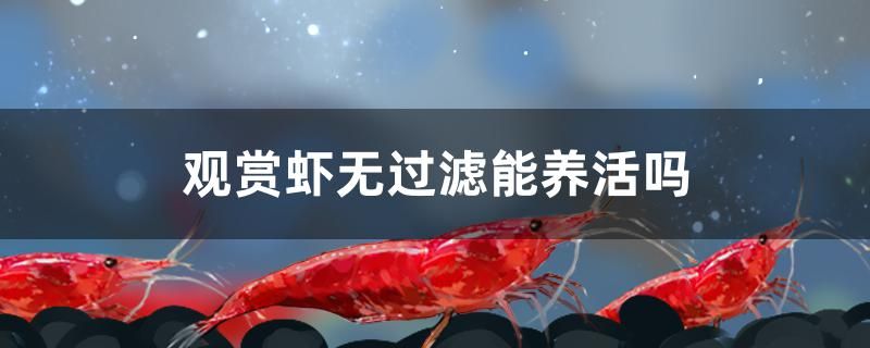 觀賞蝦無過濾能養(yǎng)活嗎 進(jìn)口元寶鳳凰魚