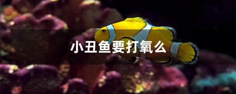 小丑魚要打氧么 女王大帆魚