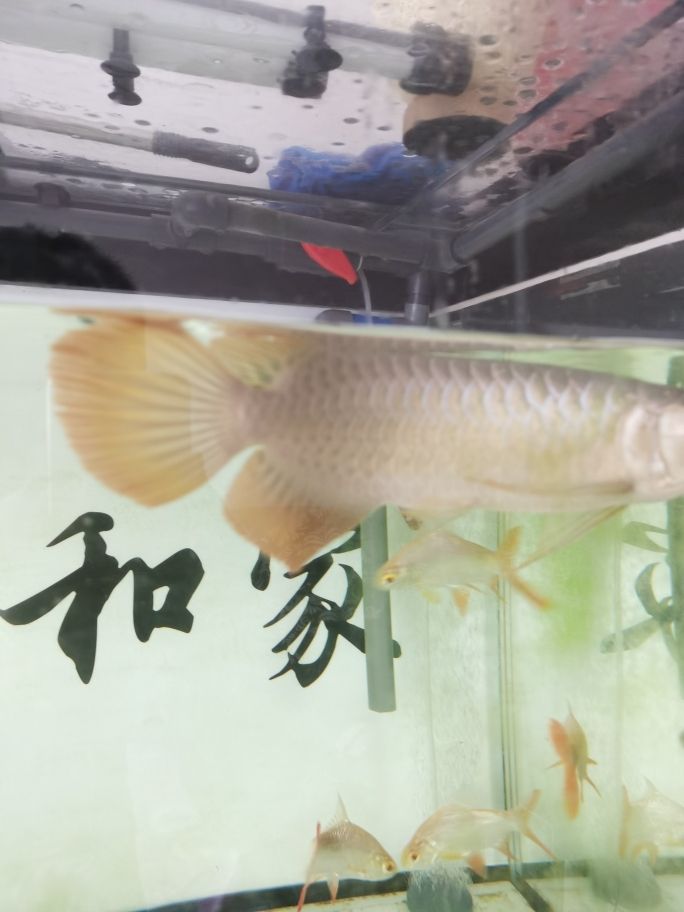 龍魚水霉病最好的治療方法視頻教程（龍魚水霉病反復(fù)發(fā)作）