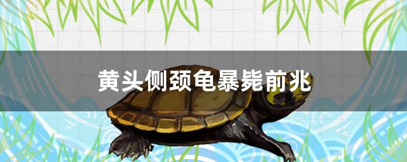 黃頭側(cè)頸龜暴斃前兆是什么 祥龍魚藥系列