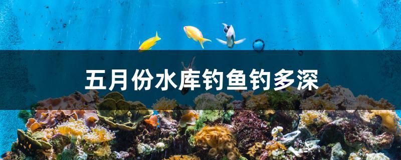 五月份水庫釣魚釣多深 黃鰭鯧魚