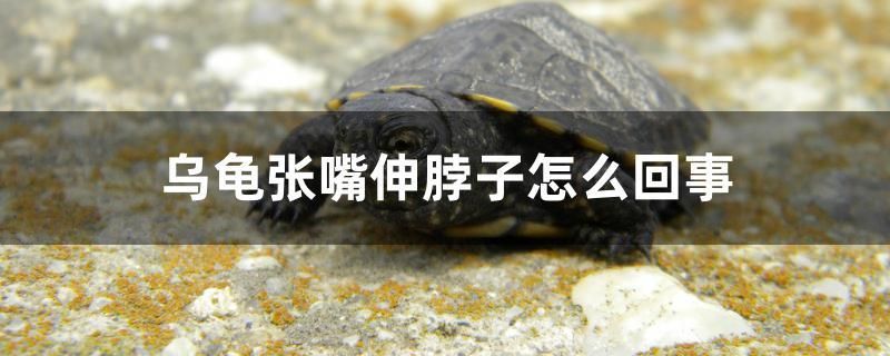 烏龜張嘴伸脖子怎么回事 觀賞魚(yú)企業(yè)目錄