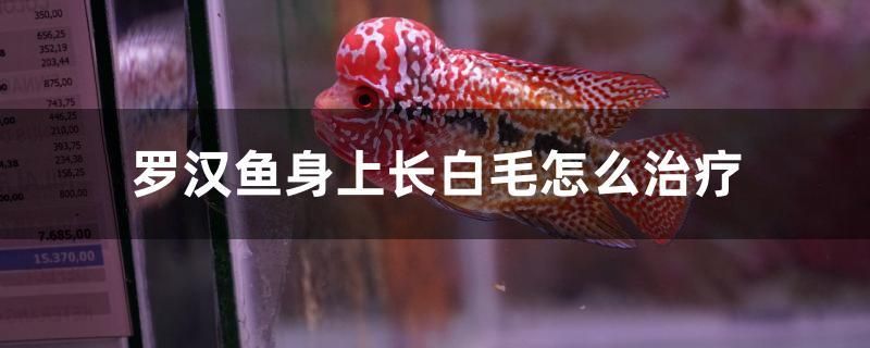 羅漢魚身上長白毛怎么治療 藍底過背金龍魚