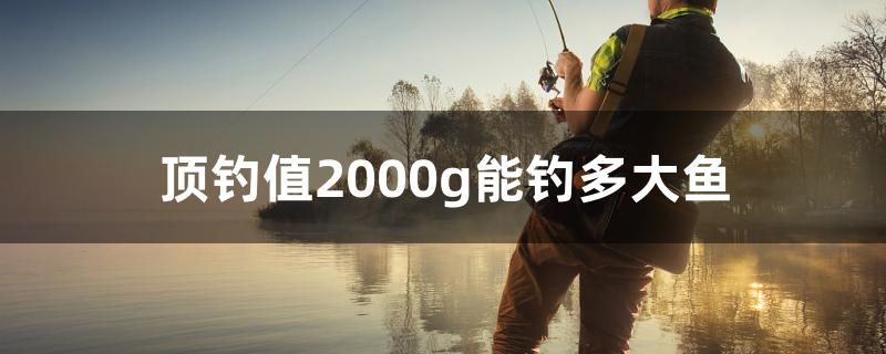 頂釣值2000g能釣多大魚(yú) 觀賞龜/鱉飼料