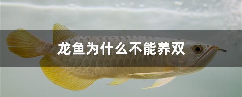 龍魚為什么不能養(yǎng)雙 刀魚魚