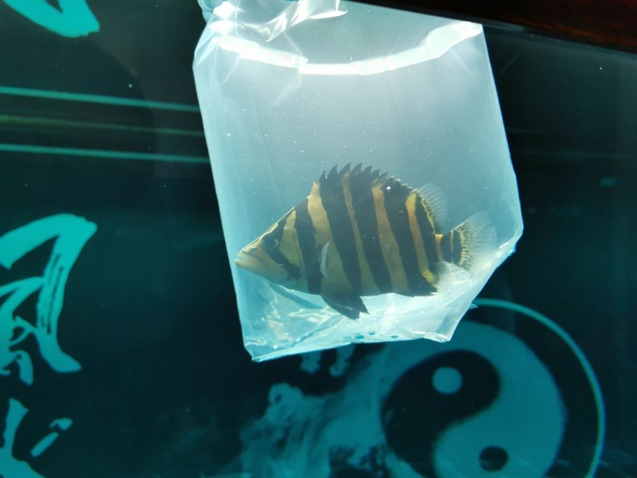 鄂爾多斯水族批發(fā)市場地址在哪里啊（ 鄂爾多斯水族批發(fā)市場地址在哪里啊電話） 廣州祥龍國際水族貿(mào)易