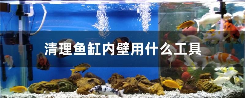 清理魚缸內壁用什么工具