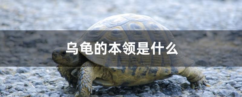 烏龜?shù)谋绢I(lǐng)是什么 黃金達(dá)摩魚