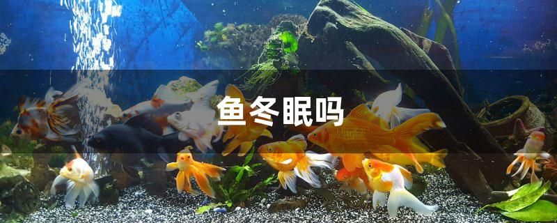 魚冬眠嗎 藍(lán)底過背金龍魚