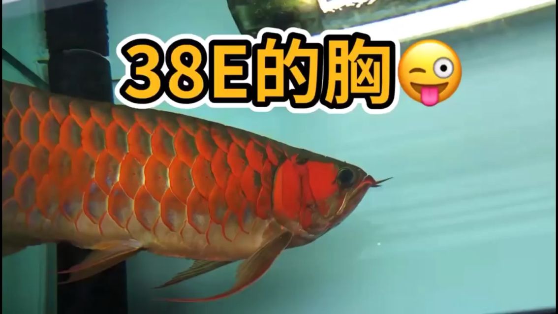 38E的大胸（鰭） 觀賞魚論壇