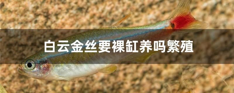 白云金絲要裸缸養(yǎng)嗎繁殖 和尚魚