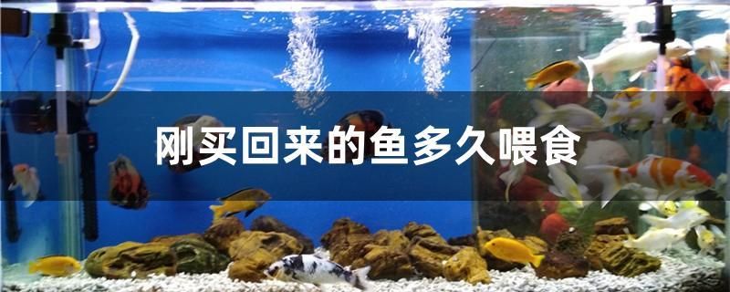 剛買回來(lái)的魚(yú)多久喂食 黃金達(dá)摩魚(yú)