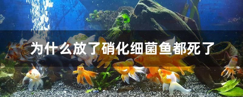 為什么放了硝化細菌魚都死了 狗仔招財貓魚