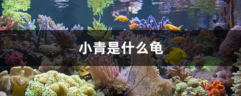 小青是什么龜