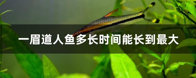 一眉道人魚(yú)多長(zhǎng)時(shí)間能長(zhǎng)到最大