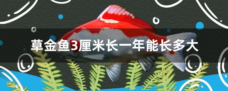 草金魚3厘米長一年能長多大 銀龍魚苗